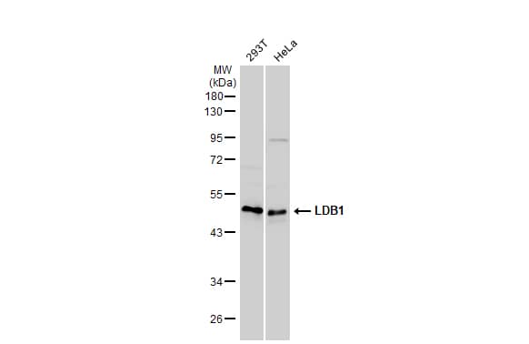 Western Blot: LDB1 Antibody [NBP1-31362] - Various whole cell extracts (30 ug) were separated by 10% SDS-PAGE, and the membrane was blotted with LDB1 antibody [N2C3] (NBP1-31362) diluted at 1:1000. The HRP-conjugated anti-rabbit IgG antibody  was used to detect the primary antibody.