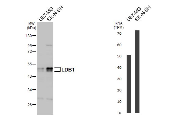 Western Blot LDB1 Antibody - BSA Free