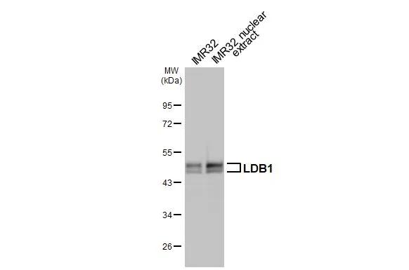 Western Blot LDB1 Antibody - BSA Free