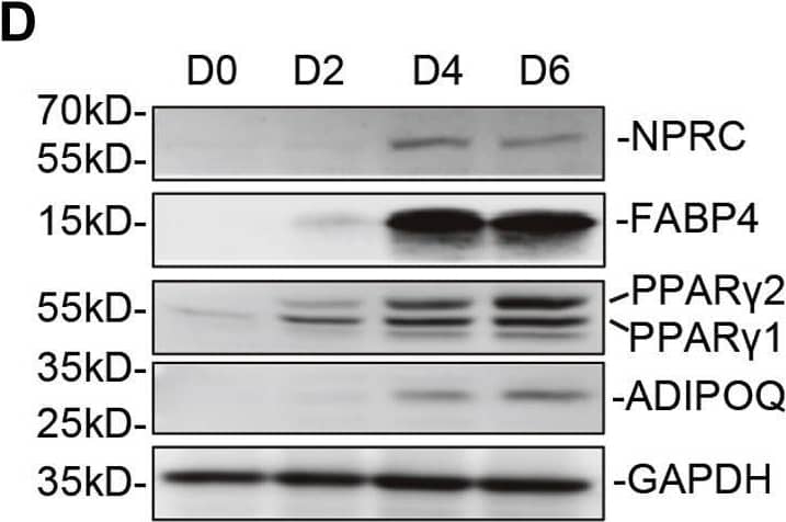 Western Blot Natriuretic Peptide Receptor C Antibody - BSA Free