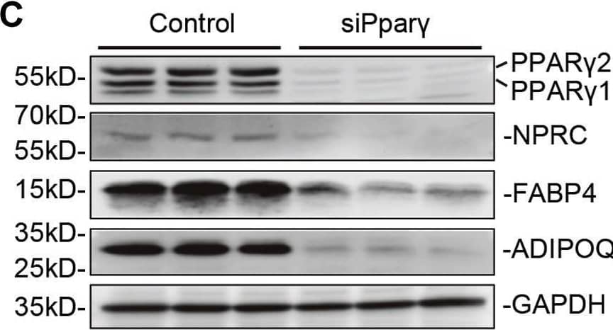 Western Blot Natriuretic Peptide Receptor C Antibody - BSA Free