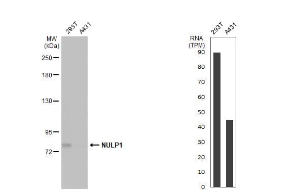 <b>Orthogonal Strategies Validation. </b>Western Blot: NULP1 Antibody [NBP1-31374] - Various whole cell extracts (30 ug) were separated by 5% SDS-PAGE, and the membrane was blotted with NULP1 antibody [C1C3]  diluted at 1:500. The HRP-conjugated anti-rabbit IgG antibody  was used to detect the primary antibody.Corresponding RNA expression data for the same cell lines are based on Human Protein Atlas program.