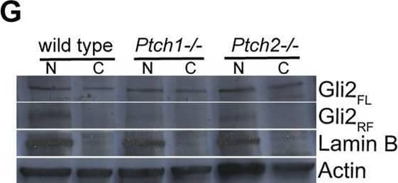 Analysis of Ptch receptor-dependent inhibition of Hh signaling. (A,C,E) Immunocytochemistry detection of Gli3 (A), Gli1 (C) and Gli2 (E) in the wild-type, Ptch1−/−, and Ptch2−/− MEFs. Scale bar 50 μm. (B,D,F) Quantification of the intensity of the nuclear GLI3 (B), GLI1 (D), and GLI2 (F) in wild-type, Ptch1−/−, and Ptch2−/− MEFs. **p ≤ 0.005, ***p ≤ 0.0005, ****p < 0.0001. (G) Western blot showing nuclear (N) and cellular (C) expression of Gli2 (FL = full length and RF = repressor form) in wild-type, Ptch1−/− and Ptch2−/− MEFs. Image collected and cropped by CiteAb from the following open publication (//pubmed.ncbi.nlm.nih.gov/35574464), licensed under a CC-BY license. Not internally tested by Novus Biologicals.
