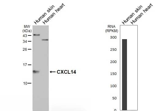 Westen Blot CXCL14/BRAK Antibody - BSA Free