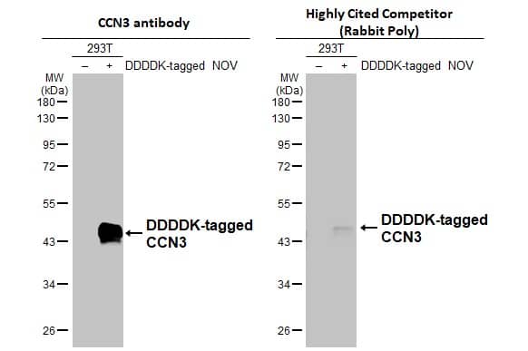 <b>Independent Antibodies Validation. </b>Non-transfected (-) and transfected (+) 293T whole cell extracts (30 ug) were separated by 10% SDS-PAGE, and the membranes were blotted with NOV/CCN3 antibody (NBP1-31416) diluted at 1:5000 and competitor's antibody (Highly Cited Competitor) diluted at 1:1000. The HRP-conjugated anti-rabbit IgG antibody was used to detect the primary antibody.*The competitor is not affiliated withand does not endorse this product. 