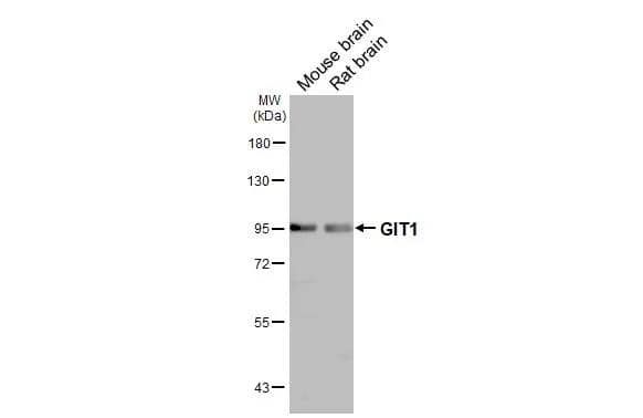 Western Blot GIT1 Antibody - BSA Free
