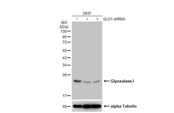 <b>Genetic Strategies Validation. </b>Western Blot: Glyoxalase I Antibody [NBP1-31466] - Non-transfected (–) and transfected (+) 293T whole cell extracts (30 ug) were separated by 12% SDS-PAGE, and the membrane was blotted with Glyoxalase I antibody [N1C3]  diluted at 1:1000. The HRP-conjugated anti-rabbit IgG antibody  was used to detect the primary antibody.