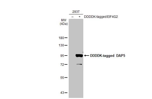 Western Blot: DAP5 Antibody [NBP1-31469] - Non-transfected (-) and transfected (+) 293T whole cell extracts (30 ug) were separated by 7.5% SDS-PAGE, and the membrane was blotted with DAP5 antibody (NBP1-31469) diluted at 1:5000. The HRP-conjugated anti-rabbit IgG antibody  was used to detect the primary antibody.