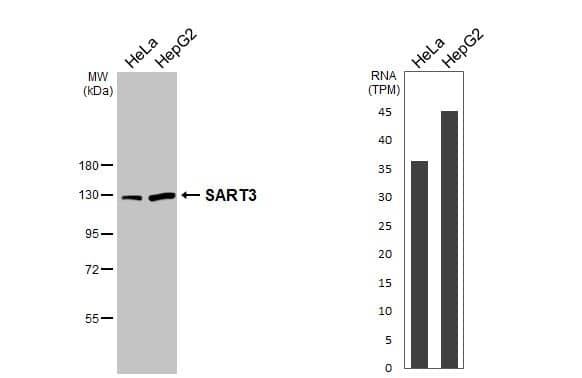 Various whole cell extracts (30 ug) were separated by 7.5% SDS-PAGE, and the membrane was blotted with SART3 antibody [C3], C-term (NBP1-31487) diluted at 1:1000. The HRP-conjugated anti-rabbit IgG antibody was used to detect the primary antibody. Corresponding RNA expression data for the same cell lines are based on Human Protein Atlas program. 