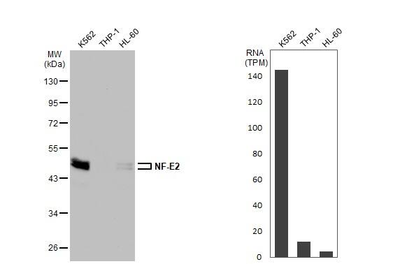<b>Orthogonal Strategies Validation. </b>Various whole cell extracts (30 ug) were separated by 10% SDS-PAGE, and the membrane was blotted with Nuclear Factor Erythroid Derived 2 antibody [N1C3] (NBP1-31540) diluted at 1:1000. The HRP-conjugated anti-rabbit IgG antibody was used to detect the primary antibody. Corresponding RNA expression data for the same cell lines are based on Human Protein Atlas program. 