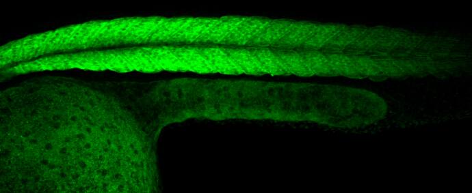 Immunohistochemistry: Creatine kinase MT 1B Antibody [NBP1-31543] - Creatine kinase MT 1B antibody detects Creatine kinase MT 1B protein on zebrafish by whole mount immunohistochemical analysis. Sample: 1 day-post-fertilization zebrafish embryo. Creatine kinase MT 1B antibody (NBP1-31543) dilution: 1:100.