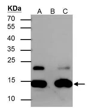 Immunoprecipitation H2A [ac Lys5] Antibody