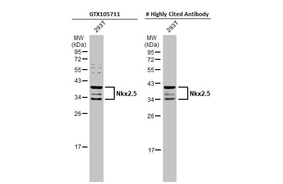 Western Blot NKX2.5 Antibody - BSA Free