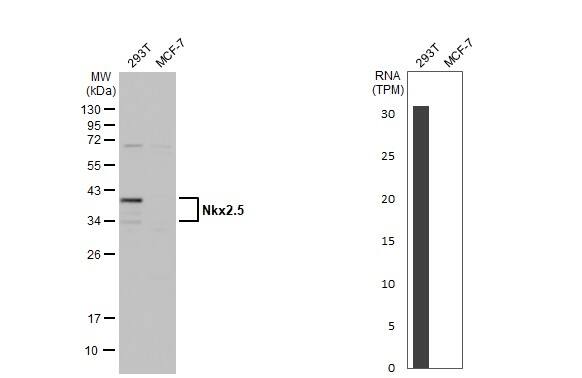 Western Blot NKX2.5 Antibody - BSA Free