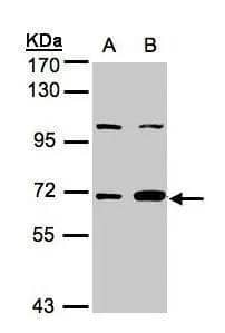 Western Blot GBP1 Antibody - BSA Free