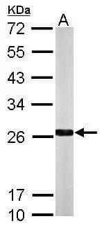 Western Blot NQO-2 Antibody - BSA Free