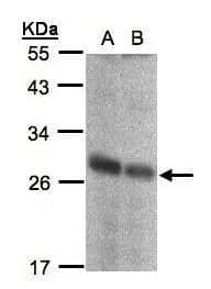 Western Blot NQO-2 Antibody - BSA Free