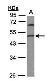 Sample(30 ug whole cell lysate)A:293T10% SDS PAGENBP1-31564 diluted at 1:1000 
