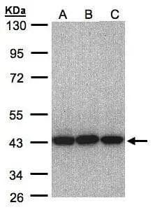 Sample(30 ug whole cell lysate)A:A431B:H1299C:Hep G2 10% SDS PAGENBP1-31572 diluted at 1:1000 