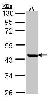 Sample (30 ug of whole cell lysate)A: 293T 12% SDS PAGENBP1-31581 diluted at 1:500 