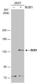 Non-transfected (-) and transfected (+) 293T whole cell extracts (30 ug) were separated by 5% SDS-PAGE, and the membrane was blotted with Bub1 antibody (NBP1-31584) diluted at 1:5000. The HRP-conjugated anti-rabbit IgG antibody was used to detect the primary antibody. 