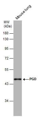 PGD antibody [N1N3] detects PGD protein by western blot analysis. Mouse tissue extracts (50 ug) was separated by 10% SDS-PAGE, and the membrane was blotted with PGD antibody [N1N3] (NBP1-31589) diluted at 1:500. The HRP-conjugated anti-rabbit IgG antibody was used to detect the primary antibody. 