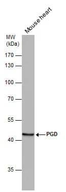 PGD antibody [N1N3] detects PGD protein by western blot analysis. Mouse tissue extracts (50 ug) was separated by 10% SDS-PAGE, and the membrane was blotted with PGD antibody [N1N3] (NBP1-31589) diluted at 1:1000. The HRP-conjugated anti-rabbit IgG antibody was used to detect the primary antibody. 