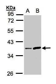 Western Blot Prostasin/Prss8 Antibody - BSA Free