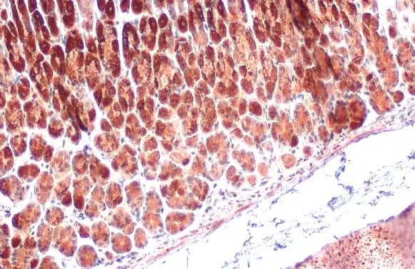 Immunohistochemistry-Paraffin: GRP75/HSPA9B/Mortalin Antibody [NBP1-31596] - GRP75/HSPA9B/Mortalin antibody detects GRP75/HSPA9B/Mortalin protein at cytoplasm by immunohistochemical analysis.Sample: Paraffin-embedded mouse stomach.GRP75/HSPA9B/Mortalin stained by GRP75/HSPA9B/Mortalin antibody (NBP1-31596) diluted at 1:500.Antigen Retrieval: Citrate buffer, pH 6.0, 15 min