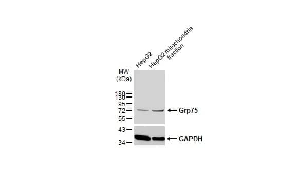 Western Blot: GRP75/HSPA9B/Mortalin Antibody [NBP1-31596] - HepG2 and mitochondria extracts (30 ug) were separated by SDS-PAGE, and the membrane was blotted with GRP75/HSPA9B/Mortalin antibody (NBP1-31596) diluted at 1:3000. The HRP-conjugated anti-rabbit IgG antibody  was used to detect the primary antibody.