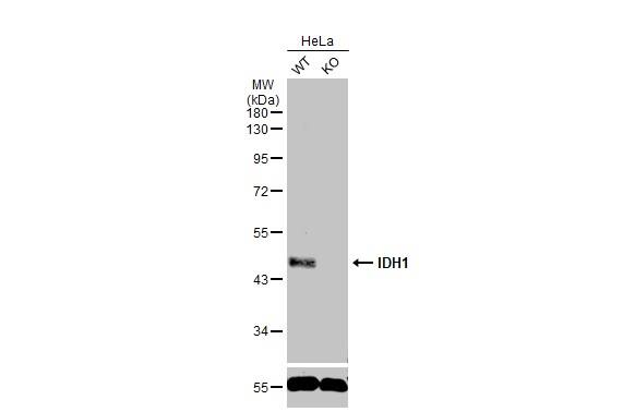 Western Blot: Isocitrate Dehydrogenase 1/IDH1 Antibody [NBP1-31599] - Wild-type (WT) andIDH1 knockout (KO) HeLa cell extracts (30 ug) were separated by 10% SDS-PAGE, and the membrane was blotted with IDH1 antibody  diluted at 1:500. The HRP-conjugated anti-rabbit IgG antibody  was used to detect the primary antibody.