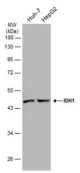 Western Blot: Isocitrate Dehydrogenase 1/IDH1 Antibody [NBP1-31599] - Various whole cell extracts (30 ug) were separated by 10% SDS-PAGE, and the membrane was blotted with Isocitrate Dehydrogenase 1/IDH1 antibody (NBP1-31599) diluted at 1:1000. The HRP-conjugated anti-rabbit IgG antibody  was used to detect the primary antibody, and the signal was developed with Trident ECL plus-Enhanced.