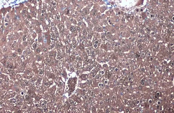 Immunohistochemistry-Paraffin: Isocitrate Dehydrogenase 1/IDH1 Antibody [NBP1-31599] - Isocitrate Dehydrogenase 1/IDH1 antibody detects Isocitrate Dehydrogenase 1/IDH1 protein at cytoplasm by immunohistochemical analysis.Sample: Paraffin-embedded mouse liver.Isocitrate Dehydrogenase 1/IDH1 stained by Isocitrate Dehydrogenase 1/IDH1 antibody (NBP1-31599) diluted at 1:1000.Antigen Retrieval: Citrate buffer, pH 6.0, 15 min