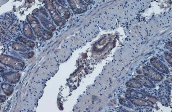 Immunohistochemistry-Paraffin: Isocitrate Dehydrogenase 1/IDH1 Antibody [NBP1-31599] - Isocitrate Dehydrogenase 1/IDH1 antibody detects Isocitrate Dehydrogenase 1/IDH1 protein at cytoplasm by immunohistochemical analysis.Sample: Paraffin-embedded mouse intestine.Isocitrate Dehydrogenase 1/IDH1 stained by Isocitrate Dehydrogenase 1/IDH1 antibody (NBP1-31599) diluted at 1:1000.Antigen Retrieval: Citrate buffer, pH 6.0, 15 min