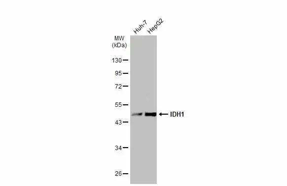 Various whole cell extracts (30 ug) were separated by 10% SDS-PAGE, and the membrane was blotted with Isocitrate Dehydrogenase 1/IDH1 antibody (NBP1-31599) diluted at 1:1000. The HRP-conjugated anti-rabbit IgG antibody was used to detect the primary antibody. 