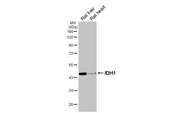 Various tissue extracts (50 ug) were separated by 10% SDS-PAGE, and the membrane was blotted with Isocitrate Dehydrogenase 1/IDH1 antibody (NBP1-31599) diluted at 1:1000. The HRP-conjugated anti-rabbit IgG antibody was used to detect the primary antibody. 