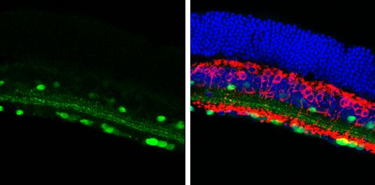 Calretinin antibody detects Calretinin protein in the amacrine cells by immunohistochemical analysis.Sample: Frozen sectioned adult mouse retina. Green: Calretinin protein stained by Calretinin antibody (NBP1-32244) diluted at 1:250.Red: Protein kinase C alpha staining.Blue: Fluoroshield with DAPI . 