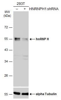 <b>Genetic Strategies Validation. </b>Western Blot: hnRNP H Antibody [NBP1-31648] - Non-transfected (–) and transfected (+) 293T whole cell extracts (30 ug) were separated by 10% SDS-PAGE, and the membrane was blotted with hnRNP H antibody [N1C1]  diluted at 1:10000. The HRP-conjugated anti-rabbit IgG antibody  was used to detect the primary antibody.