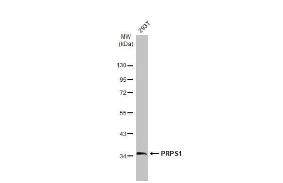 Western Blot PRPS1 Antibody - BSA Free