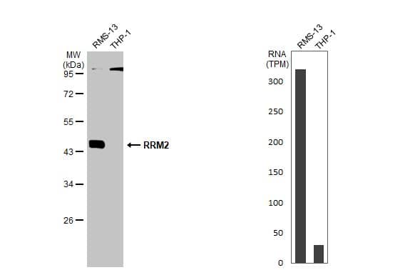 Western Blot: RRM2 Antibody [NBP1-31661] - Various whole cell extracts (30 ug) were separated by 10% SDS-PAGE, and the membrane was blotted with RRM2 antibody [N1C1]  diluted at 1:1000. The HRP-conjugated anti-rabbit IgG antibody  was used to detect the primary antibody. Corresponding RNA expression data for the same cell lines are based on Human Protein Atlas program.