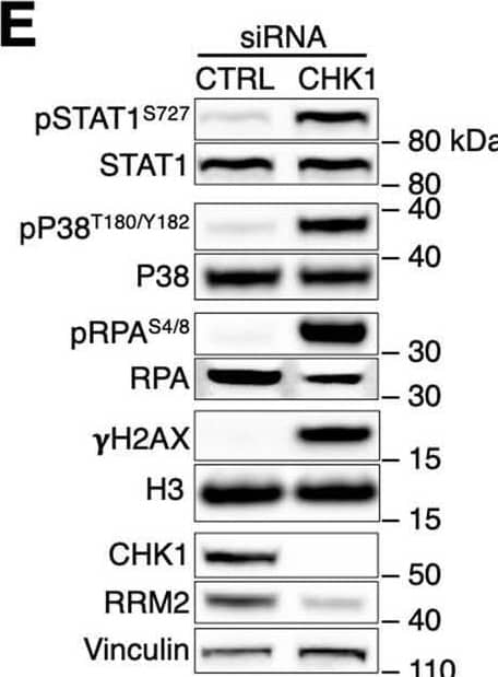CHK1 depletion is sufficient to recapitulate the effects of SARS-CoV-2 infection.A) Huh7 transfected with siRNAs against CHK1 mRNA (siCHK1) or siCTRL were stained for CHK1 and propidium iodide (PI) prior to flow cytometry. B) DNA content analysis of V− or V+ Huh7 fixed 48 h post-infection and siCHK1- or siCTRL-transfected Huh7. C) Histograms show the percentage of cells in each phase of the cell cycle upon siCHK1 or siCTRL treatment. D) Bivariate plot showing DNA content (PI) and BrdU incorporation measured by flow cytometry of V− or V+ Huh7 fixed 48 h post-infection and siCHK1- or siCTRL-transfected Huh7. E) Immunoblots of siCHK1- or siCTRL-transfected Huh7. F) Quantification of protein levels shown in E; values are the means +/- s.e.m. of two independent experiments and shown as relative to the siCTRL-transfected sample. G) IF images of Calu-3 transfected with the indicated siRNAs; nuclei were stained with DAPI. Scale bar, 10 μm. H) Quantification of  gamma H2AX foci per cell shown in G. I) IF images of cGAS staining in samples as in G; nuclei were stained with DAPI. Scale bar, 10 μm. J) Micronuclei and cGAS+ micronuclei quantifications on total cell number; at least 300 nuclei were scored for each sample. K,L) RT–qPCR for pro-inflammatory cytokines and CHK1 mRNA expression in siCHK1-treated Calu-3 and Huh7 cells, respectively. Values are shown as relative to siCTRL-transfected samples. M) Quantification of the amounts of secreted cytokines and chemokines from siCHK1- or siCTRL-transfected Calu-3 by Bio-Plex multiplex immunoassays. Source numerical data and unprocessed blots are available in source data.Source data Image collected and cropped by CiteAb from the following open publication (//pubmed.ncbi.nlm.nih.gov/36894671), licensed under a CC-BY license. Not internally tested by Novus Biologicals.