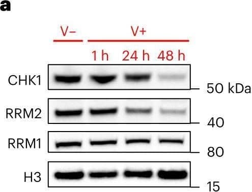 SARS-CoV-2 reduces CHK1 and RRM2 levels leading to dNTP shortage.a, Immunoblotting of whole cell lysates of Huh7 infected, or not, with SARS-CoV-2 and analysed at different timepoints post-infection. b, Quantification of protein levels shown in a; values are shown as relative to mock-infected samples. c, Immunofluorescence (IF) images of infected (V+) or mock-infected (V−) Huh7 cells fixed 48 h post-infection; nuclei were stained with DAPI. Scale bar, 10 μm. d, Quantification of CHK1- or RRM2-positive cells shown in c; n = 3 independent experiments. e, dNTP concentration was measured in V− or V+ Huh7 and Calu-3; values are shown as relative to V−. f, Histograms show the percentage of cells in each phase of the cell cycle in V− or V+ Huh7 fixed 48 h post-infection. g, Fraction of V− or V+ Huh7 cells that did not incorporate BrdU (BrdU−) measured by flow cytometry 48 h post-infection. Source numerical data and unprocessed blots are available in source data.Source data Image collected and cropped by CiteAb from the following open publication (//pubmed.ncbi.nlm.nih.gov/36894671), licensed under a CC-BY license. Not internally tested by Novus Biologicals.