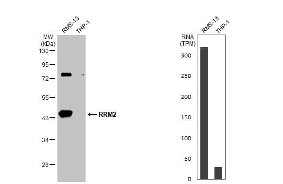 Various whole cell extracts (30 ug) were separated by 10% SDS-PAGE, and the membrane was blotted with RRM2 antibody [N1C1] (NBP1-31661) diluted at 1:1000. The HRP-conjugated anti-rabbit IgG antibody was used to detect the primary antibody. Corresponding RNA expression data for the same cell lines are based on Human Protein Atlas program. 