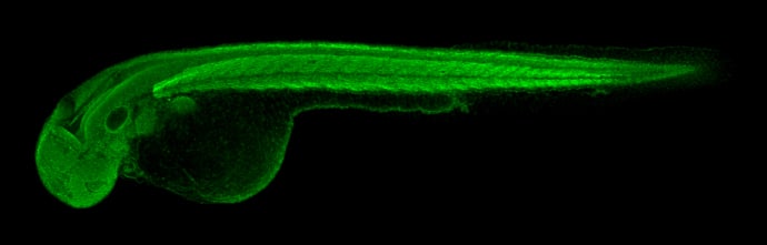 Immunohistochemistry: COMMD7 Antibody [NBP1-31697] - COMMD7 antibody detects Commd7 protein on zebrafish by whole mount immunohistochemical analysis. Sample: 2 days-post-fertilization zebrafish embryo. COMMD7 antibody (NBP1-31697) dilution: 1:100.