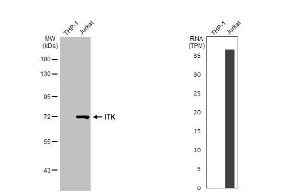 <b>Orthogonal Strategies Validation. </b>Various whole cell extracts (30 ug) were separated by 7.5% SDS-PAGE, and the membrane was blotted with ITK antibody [N2C1], Internal (NBP1-31732) diluted at 1:1000. The HRP-conjugated anti-rabbit IgG antibody was used to detect the primary antibody. Corresponding RNA expression data for the same cell lines are based on Human Protein Atlas program. 