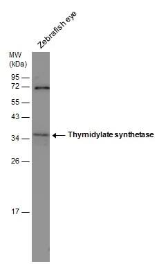 Western Blot: Thromboxane synthase Antibody [NBP1-31739] - Zebrafish tissue extract (30 ug) was separated by 12% SDS-PAGE, and the membrane was blotted with Thymidylate synthetase antibody [N3C3] (NBP1-31739) diluted at 1:500.