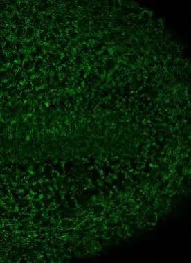 Immunohistochemistry: ALDH2 Antibody [NBP1-31749] - ALDH2 antibody [N1C1] detects ALDH2 protein at mitochondria on whole-mount zebrafish embryos by immunohistochemical analysis. Sample: Paraformaldehyde-fixed zebrafish embryos.  ALDH2 antibody [N1C1] (NBP1-31749) dilution: 1:200.