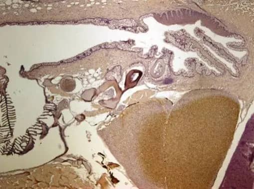 Immunohistochemistry: ALDH2 Antibody [NBP1-31749] - Immunohistochemical analysis of paraffin-embedded zebrafish tissue, using ALDH2 antibody [N1C1] (NBP1-31749) at 1:300 dilution.