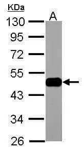 Western Blot: ENO3 Antibody [NBP1-31764] - Sample (30 ug of whole cell lysate)  A: Zebrafish muscle  10% SDS PAGE  NBP1-31764 diluted at 1:1000 