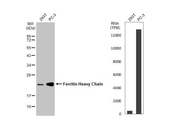 <b>Orthogonal Strategies Validation. </b>Western Blot: Ferritin Heavy Chain Antibody [NBP1-31944] - Various whole cell extracts (30 ug) were separated by 12% SDS-PAGE, and the membrane was blotted with Ferritin Heavy Chain antibody [N1C3]  diluted at 1:3000. The HRP-conjugated anti-rabbit IgG antibody  was used to detect the primary antibody, and the signal was developed with Trident ECL plus-Enhanced. Corresponding RNA expression data for the same cell lines are based on Human Protein Atlas program.